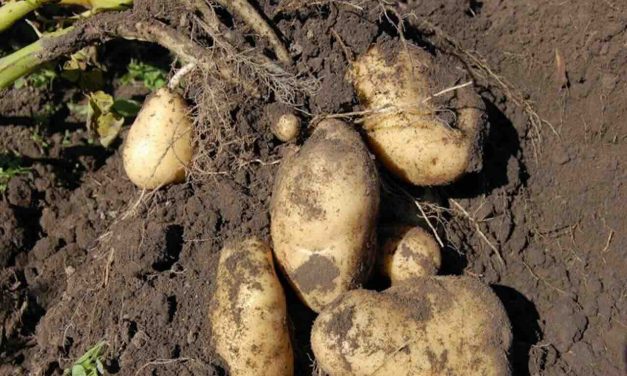 El renacer de la patata en Valderredible