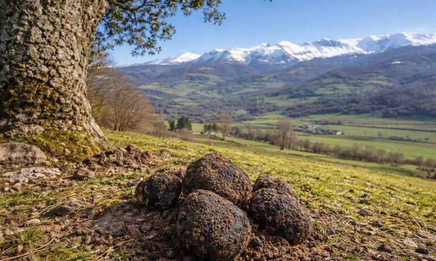 La trufa negra en Cantabria: un producto de futuro que ya es presente