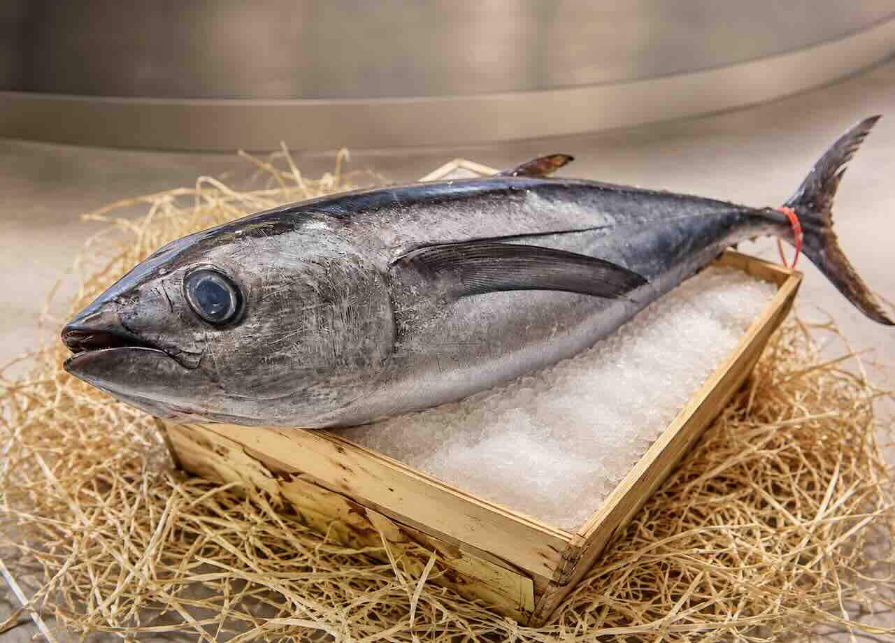 Bonito del norte expuesto sobre hielo en una caja de madera
