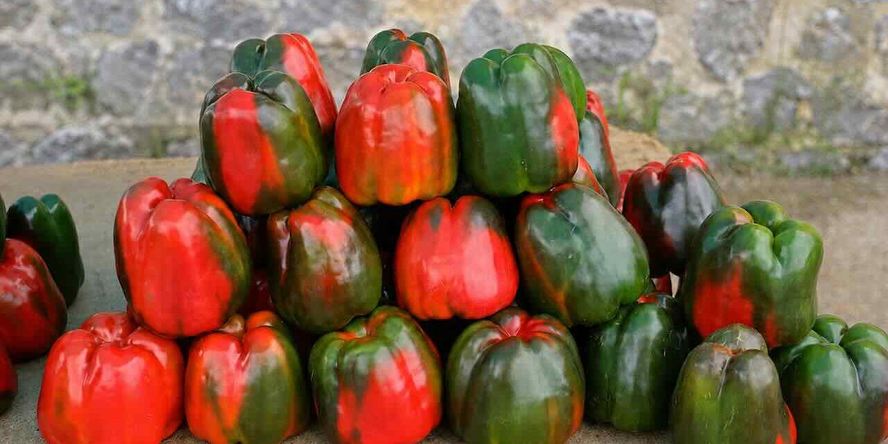 Isla celebra el sabor de su huerta y el crecimiento de los vinos de Cantabria