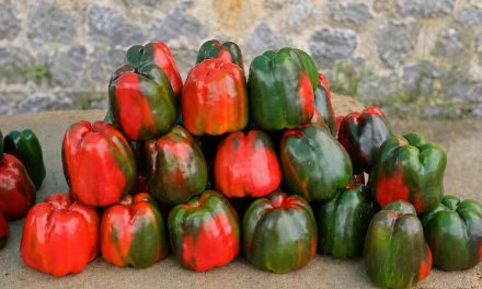 Isla celebra el sabor de su huerta y el crecimiento de los vinos de Cantabria