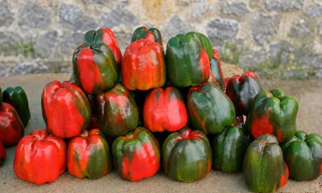 Isla celebra el sabor de su huerta y el crecimiento de los vinos de Cantabria