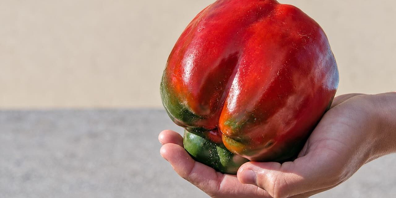 El pimiento de Isla, el sabor de una huerta junto al Cantábrico