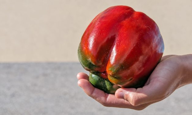 El pimiento de Isla, el sabor de una huerta junto al Cantábrico