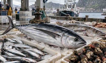 Pescados y mariscos de Cantabria: del bocarte al percebe, sabores del Cantábrico