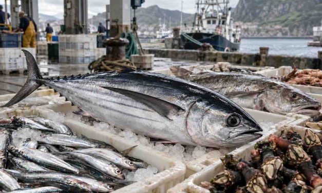 Pescados y mariscos de Cantabria: del bocarte al percebe, sabores del Cantábrico